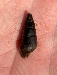 Elimia doolyensis