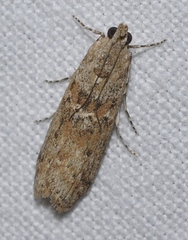 Ancylosis oblitella