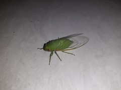 Cicadidae