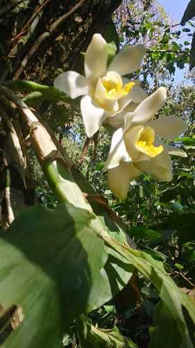 Chysis bractescens, photograph 2