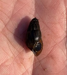 Elimia doolyensis