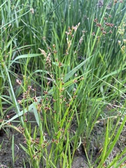 Juncus exsertus
