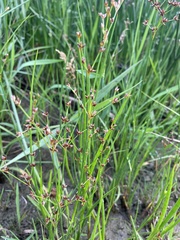Juncus exsertus