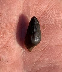 Elimia doolyensis