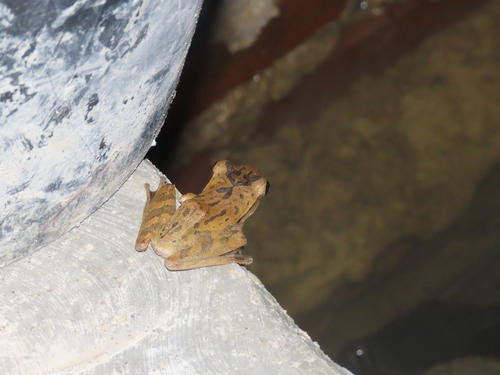 Common Southeast Asian Tree Frog, Langkat Regency, North Sumatra, Indonesia, photo 9 of 10
