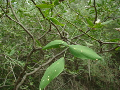 Prosopis ruscifolia