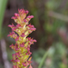 Disa densiflora - Photo (c) Gregg Darling, alguns direitos reservados (CC BY-NC), uploaded by Gregg Darling
