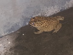 Duttaphrynus melanostictus