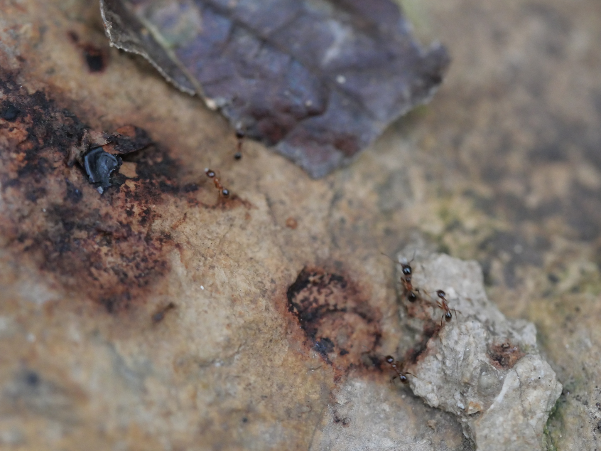 Pheidole fallax