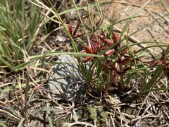 Cyperus rupestris