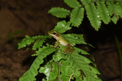 Chalcorana parvaccola