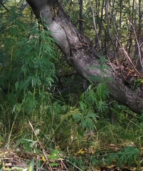 Artemisia vulgaris kamtschatica