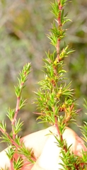Cliffortia pterocarpa