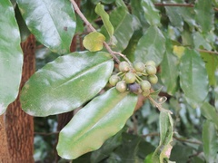 Polyalthia suberosa