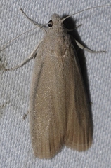 Aphomia sabella