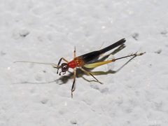 Homoeoxipha lycoides