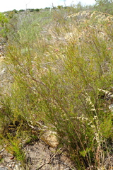 Cliffortia pterocarpa