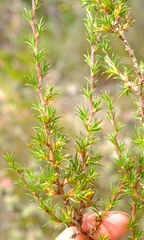 Cliffortia pterocarpa