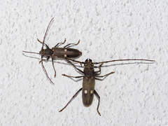 Gnatholea eburifera