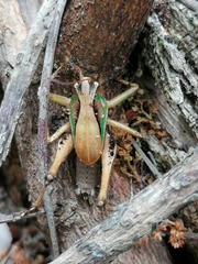 Arytropteris