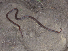Calliophis intestinalis