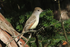 Myiarchus cinerascens