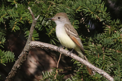 Myiarchus cinerascens