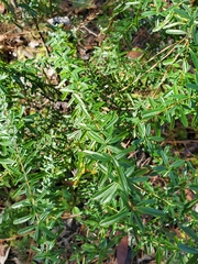 Hypericum cistifolium