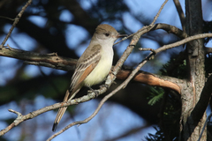 Myiarchus cinerascens