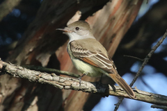 Myiarchus cinerascens