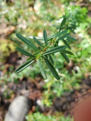Hypericum cistifolium
