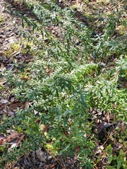 Hypericum cistifolium