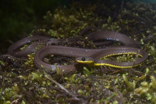 Nicéforo María's Shadow Snake