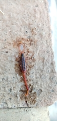Centruroides ornatus