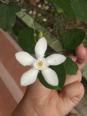 Wrightia antidysenterica