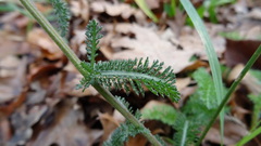 Achillea millefolium