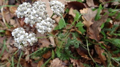 Achillea millefolium