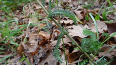 Achillea millefolium