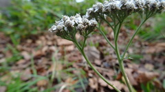 Achillea millefolium