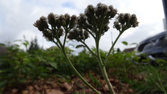 Achillea millefolium