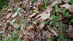 Achillea millefolium