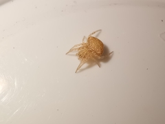 Araneus triguttatus
