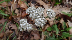 Achillea millefolium