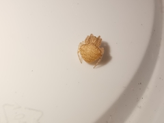 Araneus triguttatus