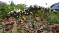 Achillea millefolium