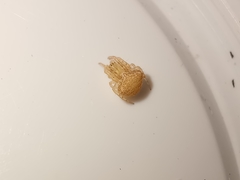 Araneus triguttatus