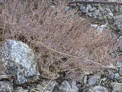 Euphorbia polycarpa
