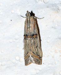 Asalebria florella