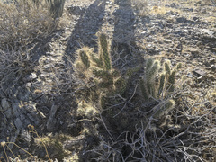 Cylindropuntia ganderi