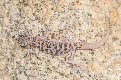 Peninsular Leaf-toed Gecko